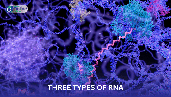Lesson 30: Three Types of RNA